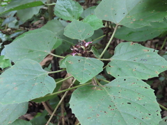 Clerodendrum chinense