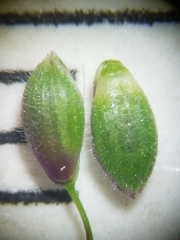 Dichanthelium boreale