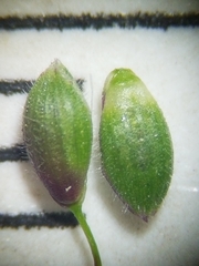 Dichanthelium boreale