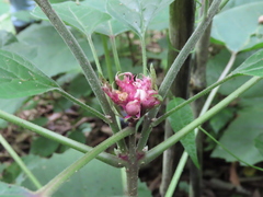 Clerodendrum chinense