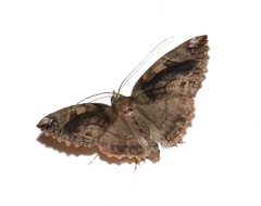 Lepidoptera