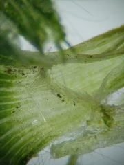 Dichanthelium boreale