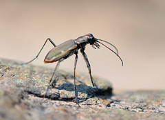 Cicindela marginipennis