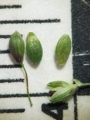 Dichanthelium boreale