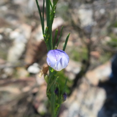 Psoralea diturnerae