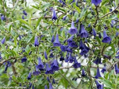 Eriolarynx australis