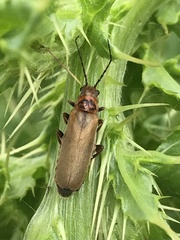 Cantharis rufa