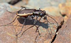 Cicindela marginipennis