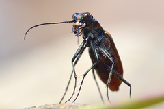 Cicindela marginipennis