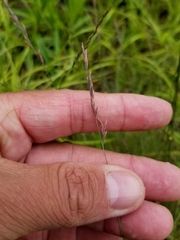 Festuca saximontana