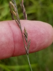 Festuca saximontana