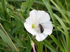 Systropha curvicornis