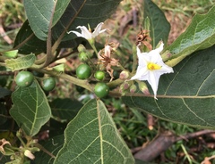 Solanum stellatiglandulosum