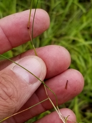 Festuca saximontana