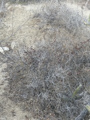 Ruellia californica peninsularis