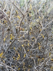 Ruellia californica peninsularis