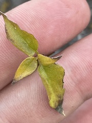 Ruellia californica peninsularis