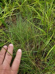 Festuca saximontana