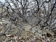 Ruellia californica peninsularis