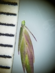 Festuca saximontana