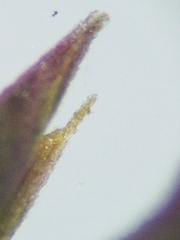 Festuca saximontana