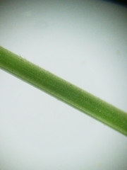 Festuca saximontana