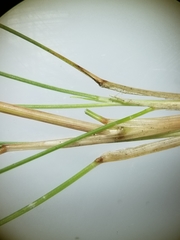 Festuca saximontana
