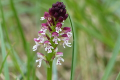 Neotinea ustulata ustulata