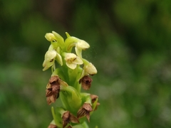 Platanthera pollostantha