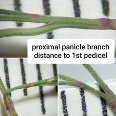 Festuca saximontana