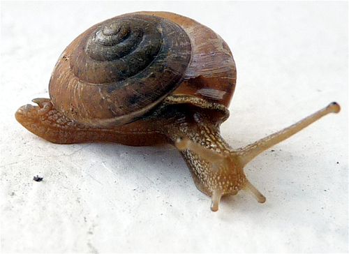 Genus Trochonanina · iNaturalist