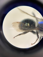 Osmia texana
