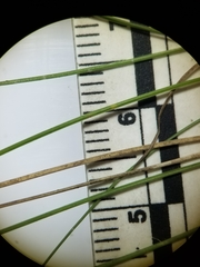 Festuca saximontana