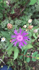 Centaurea jacea