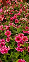 Calibrachoa excellens