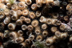 Cladocora caespitosa