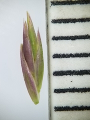 Festuca saximontana
