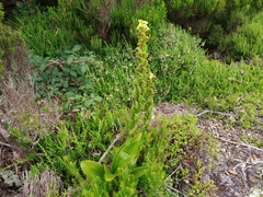 Platanthera pollostantha