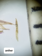 Festuca saximontana