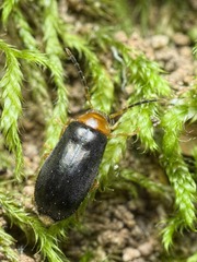 Conopalpus brevicollis