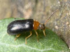 Conopalpus brevicollis