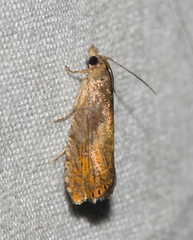 Dichrorampha bittana