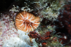 Caryophyllia