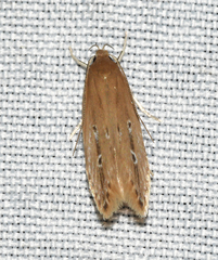 Limnaecia phragmitella
