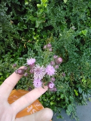 Cirsium arvense