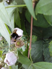 Bombus lucorum