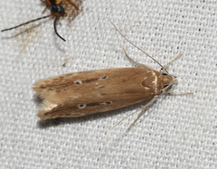 Limnaecia phragmitella