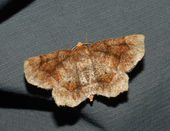 Metarranthis hypochraria