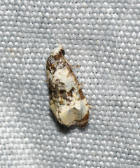 Phalonidia memoranda