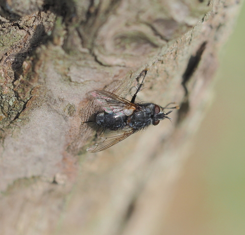Phorocera grandis